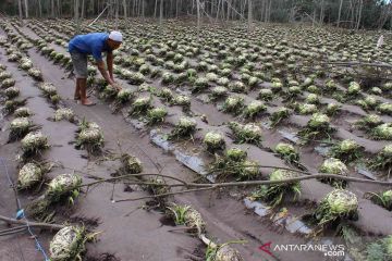 Lahan pertanian terdampak letusan Gunung Semeru