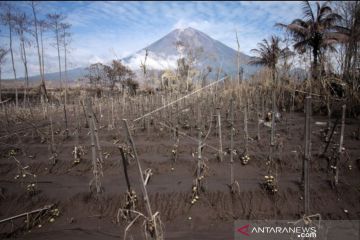5.354,8 hektare lahan Perhutani terdampak erupsi Gunung Semeru