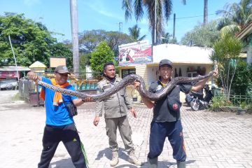 Warga tangkap ular sanca sepanjang tiga meter di Tangerang