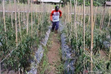 Terdampak Semeru, petani cabai Desa Supiturang Lumajang percepat panen