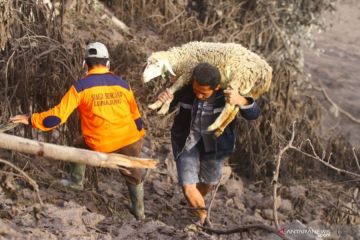 "Manis" selamat dari abu Semeru, perkutut mati mengerut dalam sangkar