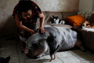 Perempuan Brasil piara anak babi hingga berubah jadi raksasa