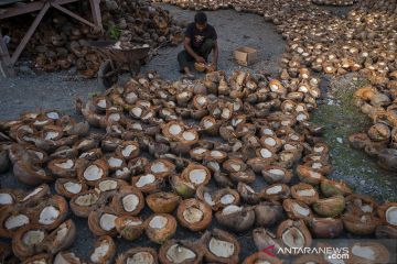 Petani Kembali Olah Kelapa Jadi Kopra
