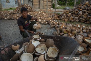 Petani Kembali Olah Kelapa Jadi Kopra