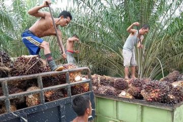 Harga CPO di Jambi turun, menjadi di bawah Rp14.000 per kilogram