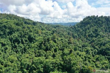SIEJ fasilitas diskusi deforestasi hutan di Indonesia