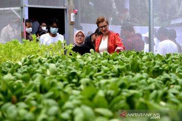 Duta Besar Polandia untuk Indonesia panen sayuran bersistem akuaponik di Bali