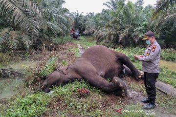 Seekor gajah sumatera mati diduga tersengat listrik