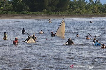 Musim panen udang rebon di Aceh Barat