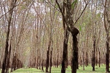 Ini jurus KLHK wujudkan hutan lestari