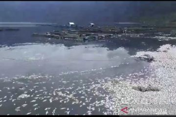 Ikan mati di Danau Maninjau bertambah jadi 362 ton