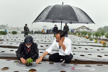 Presiden Jokowi tanam cabai saat hujan deras di Wonosobo