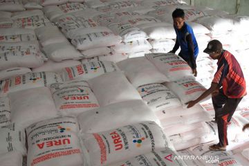 Penyaluran pupuk urea bersubsidi di Pariaman 2021 telah 100 persen