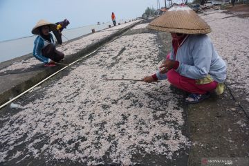 Menyiapkan perikanan tangkap udang menuju sertifikasi ekolabel