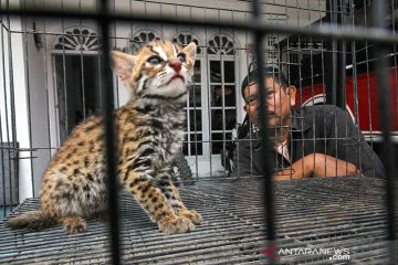 Kucing kuwuk serahan sukarela warga