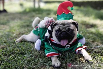Kontes mode anjing berkostum Natal
