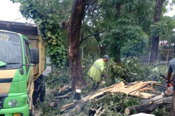 Ada 13 titik pohon tumbang pasca hujan deras di Jakarta Barat