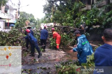 Damkar evakuasi sejumlah pohon tumbang di Jakarta Selatan