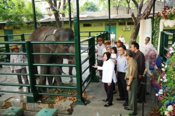Anak gajah "Dumbo" di Kebun Binatang Surabaya mati