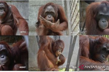 KLHK lepasliarkan delapan orangutan di TN Bukit Baka Bukit Raya