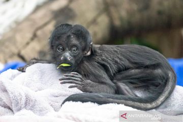 Anak monyet janggut hitam muncul perdana di depan publik