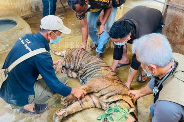 Harimau sumatera yang ditangkap di Palas ditangani secara medis