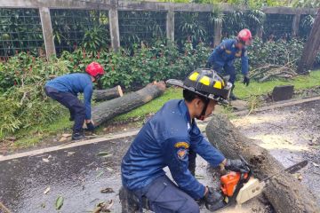 Pemkot Jaksel pangkas ribuan pohon antisipasi tumbang sepanjang 2022