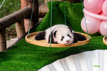 Bayi panda raksasa kembar tampil perdana di kebun binatang Chongqing, China