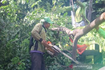 Pemkot Jaksel imbau warga waspadai pohon tumbang saat hujan