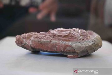 Fosil embrio telur dinosaurus di Fujian China
