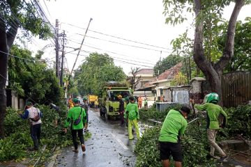 Sembilan pohon tumbang dan sempal saat hujan angin di Jakarta Pusat
