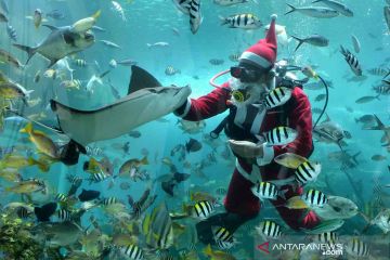 Atraksi Sinterklas dan Elf di bawah laut Bali