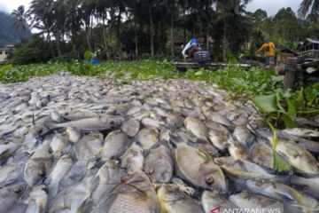 Kematian Massal Ikan Danau