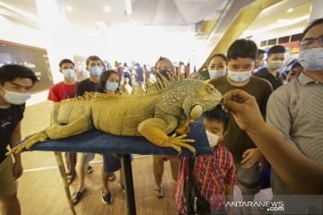 Pameran reptil di Batam