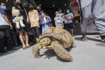 Pameran Hewan Reptil