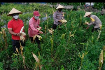 Program polisi berkebun