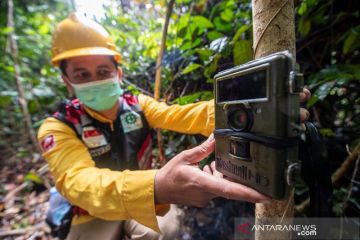 Lima harimau terpantau di areal Konservasi Muara Merang Sumsel