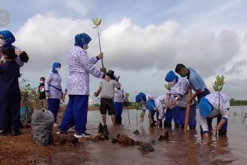 Lanal Batam tanam 2.500 mangrove peringati Hari Armada