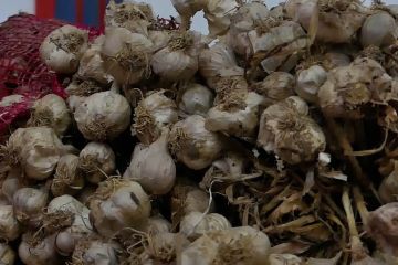 Dua perusahaan kontrak harga bawang putih Rp25 ribu per kilo