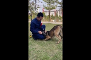 Kesedihan anjing SAR China lepas sang pawang yang pensiun