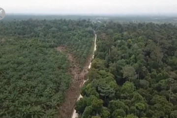 KLHK kebut pengukuhan 36.6 juta hektare hutan