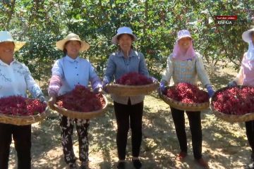 Pertanian lada bantu makmurkan penduduk desa di Gansu, China