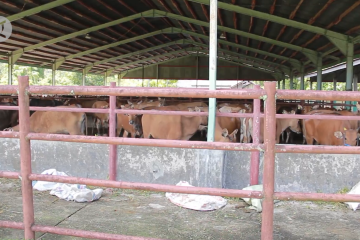 Ratusan sapi indukan asal Makassar jalani karantina di Padang
