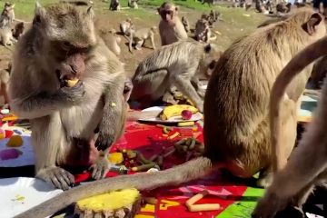 Berlimpah buah saat Festival Monyet berlangsung di Thailand