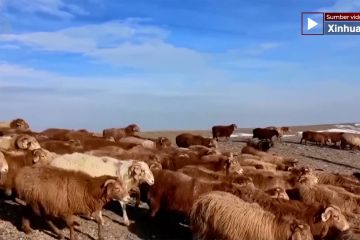 Melihat migrasi musiman kawanan ternak di Xinjiang, China