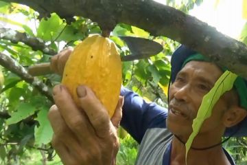 Panen kakao di Madiun meningkat, namun harga jual anjlok
