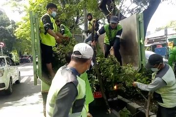 Pemkot Tangerang beri jaminan asuransi untuk korban pohon tumbang