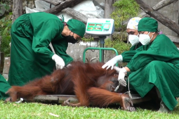 BKSDA Kalteng lepas liarkan 8 orangutan