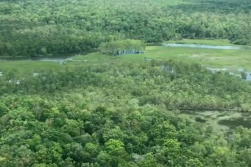 Waspada deforestasi provinsi kaya hutan di Indonesia