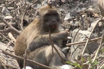 Dampak Semeru, puluhan ekor kera turun gunung